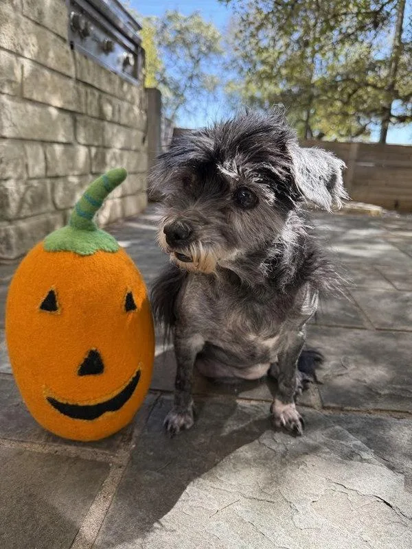 Lady Pablo thumbnail 5