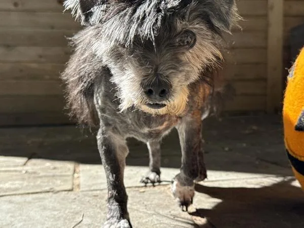 Lady Pablo thumbnail 6