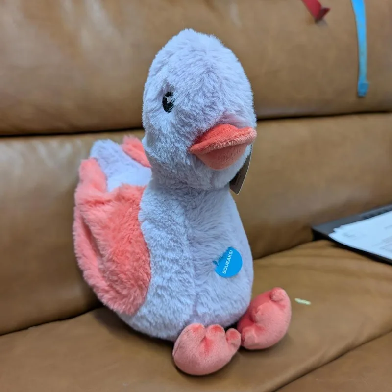 A baby small-sized male Gray / Blue / Silver Domestic Short Hair cat named Chip Test for adoption in Morganton, NC