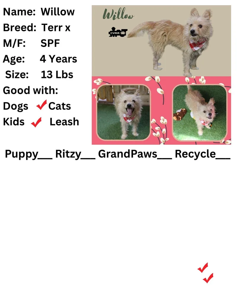 An adult small-sized female Terrier dog named Willow for adoption in LINDSAY, CA