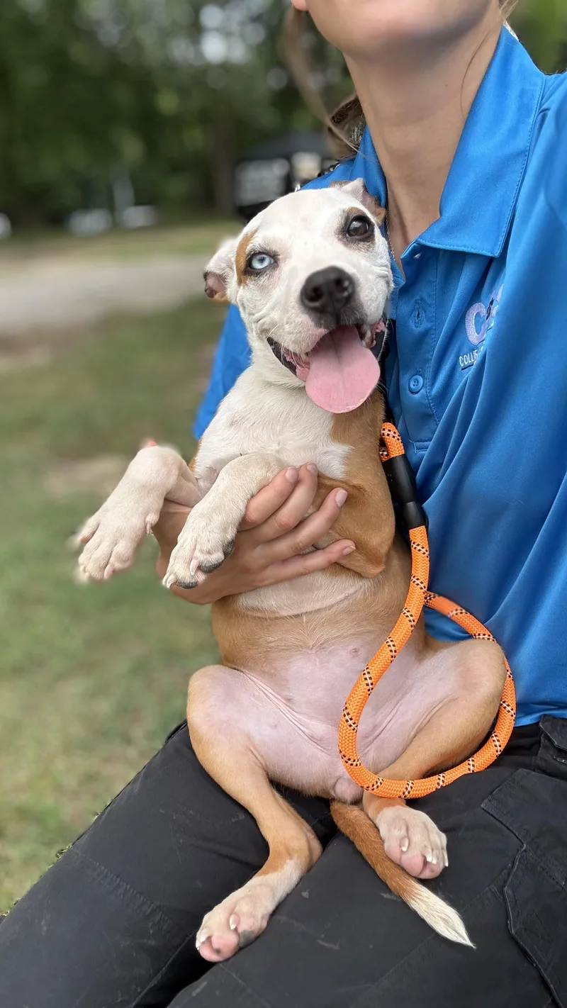 A baby medium-sized female Mixed Breed dog named Magnolia for adoption in Collierville, TN