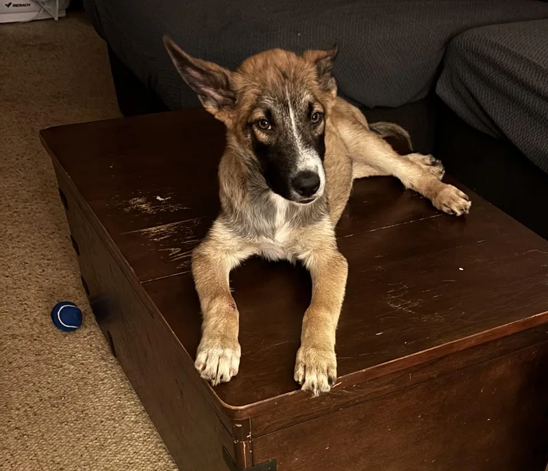 A baby medium-sized male German Shepherd Dog dog named Theodore for adoption in Rio Linda, CA