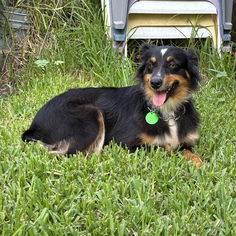 An adult medium-sized female Black Australian Shepherd dog named Vegas for adoption in New Orleans, LA