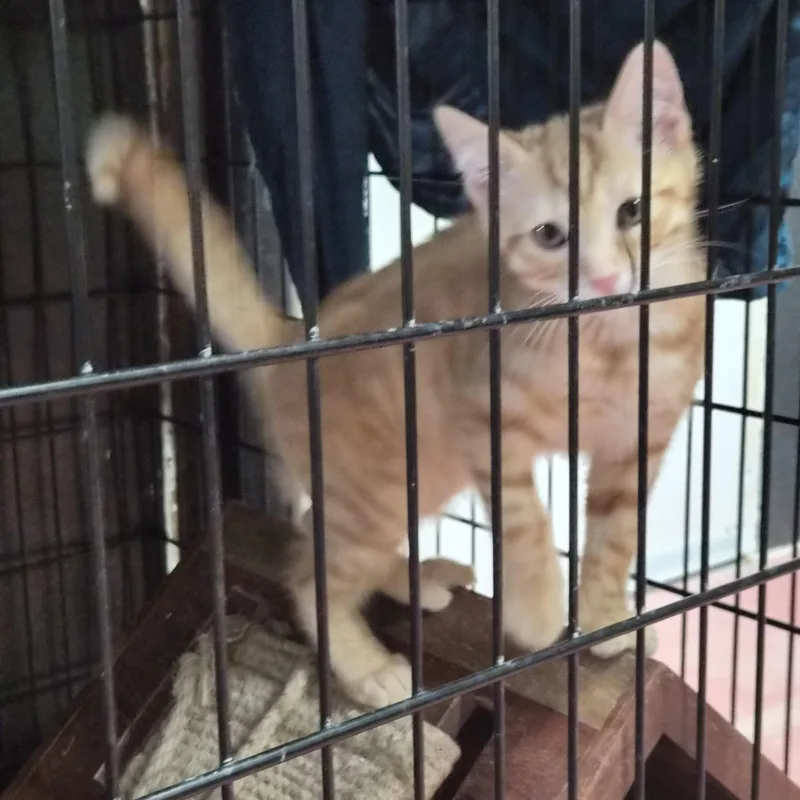 A baby medium-sized female Orange / Red Domestic Short Hair cat named Rowdy for adoption in Greeley, CO