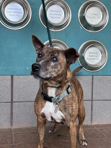 An adult medium-sized female Mixed Breed dog named Uma for adoption in Honolulu, HI