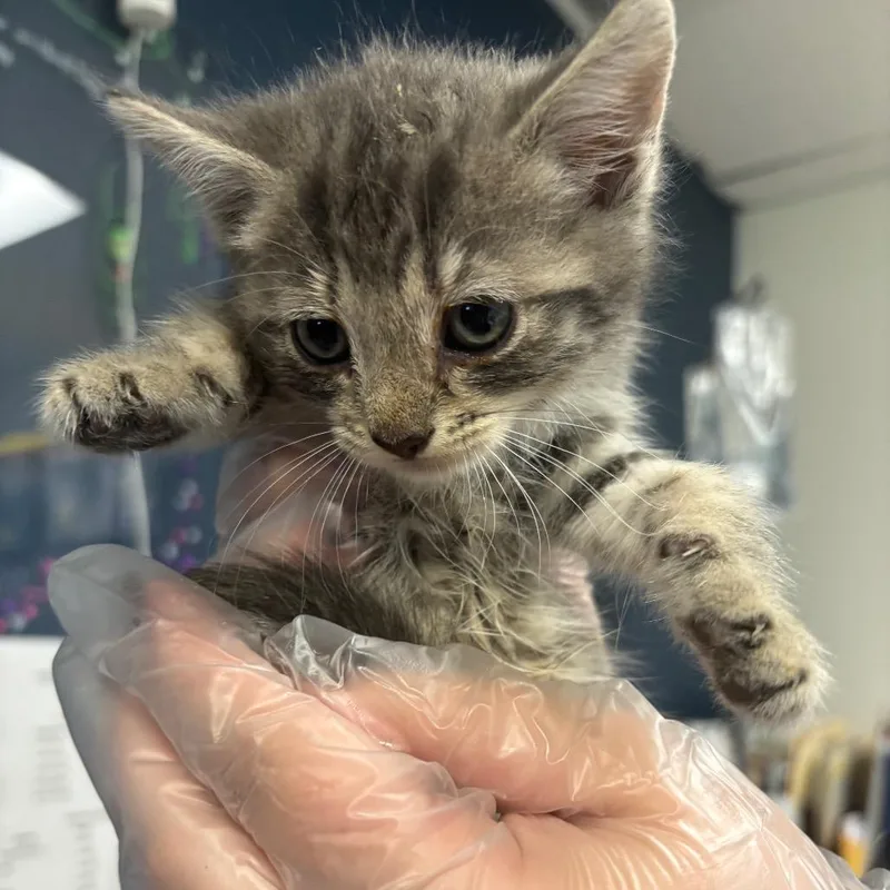 A baby small-sized female Gray / Blue / Silver Domestic Short Hair cat named Polly Pocket for adoption in Newark, NJ
