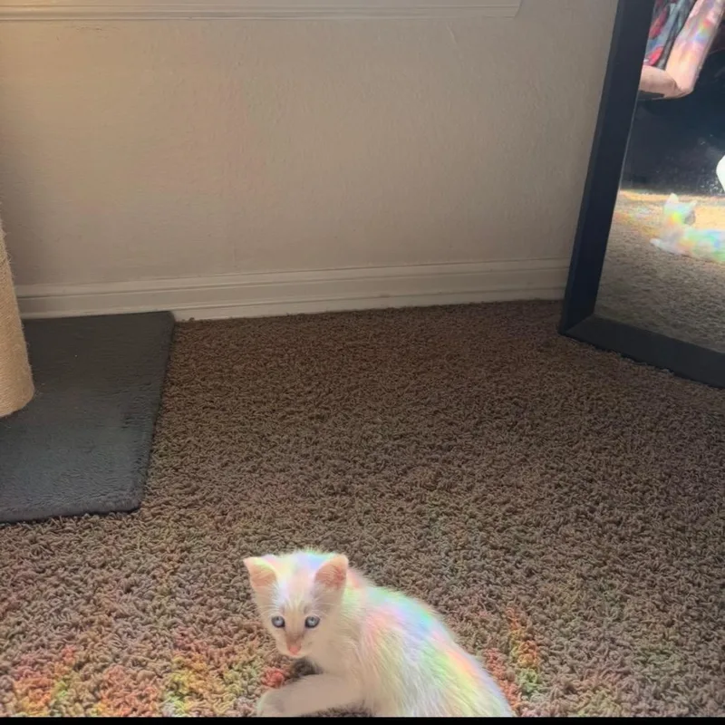 A baby small-sized male White Domestic Long Hair cat named Angel for adoption in Santa Fe, TX