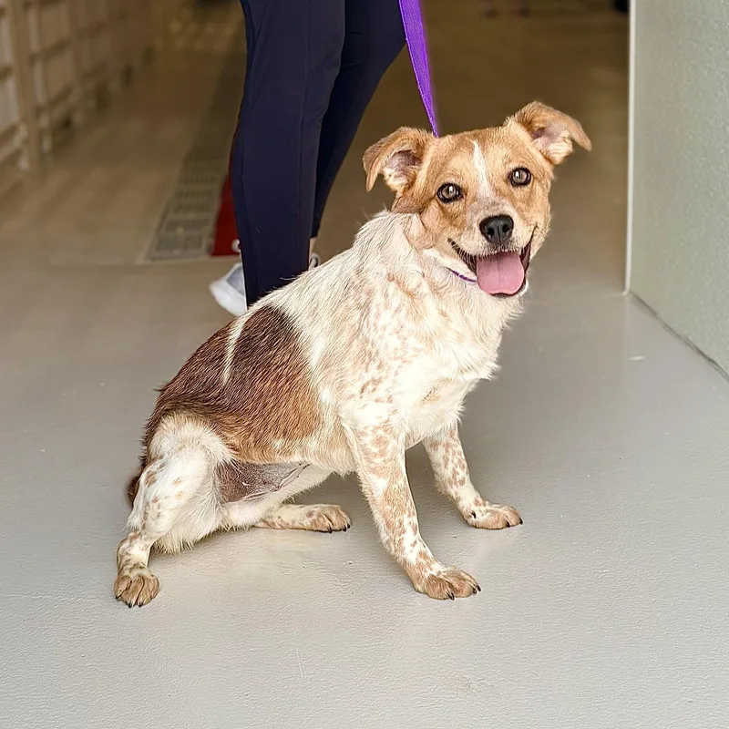 A young medium-sized female Australian Cattle Dog / Blue Heeler dog named Trinket for adoption in Chicago, IL