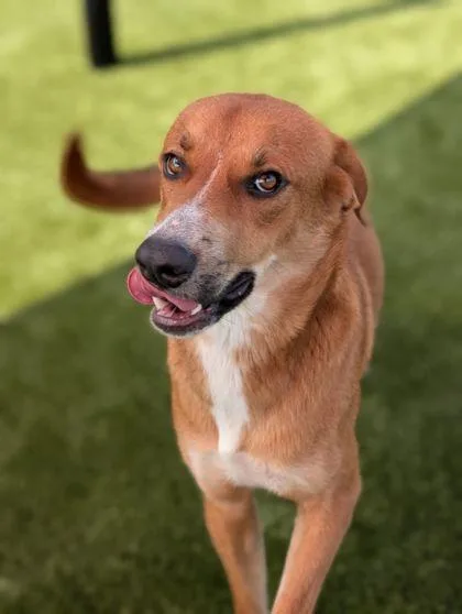 An adult medium-sized male Labrador Retriever dog named Clifford for adoption in Mansfield, TX