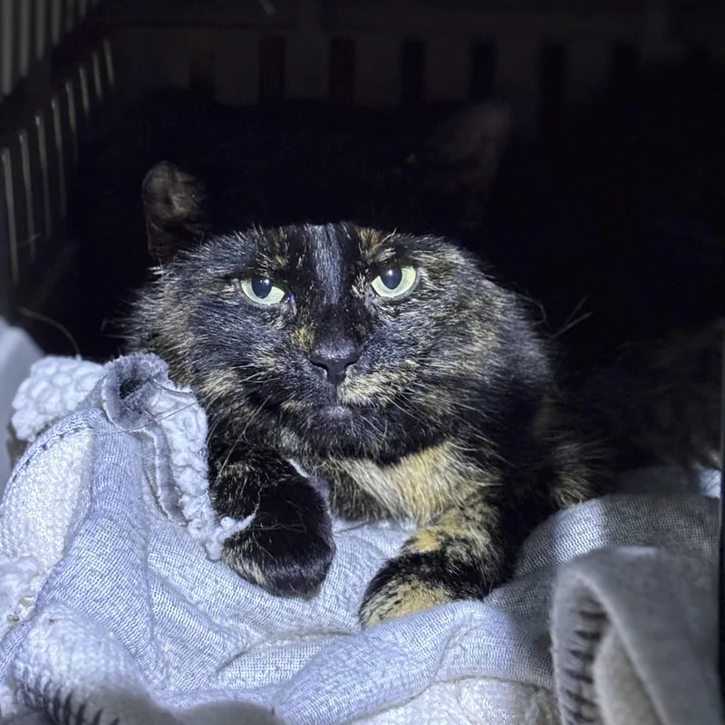 Gypsy & Foo Foo thumbnail 2