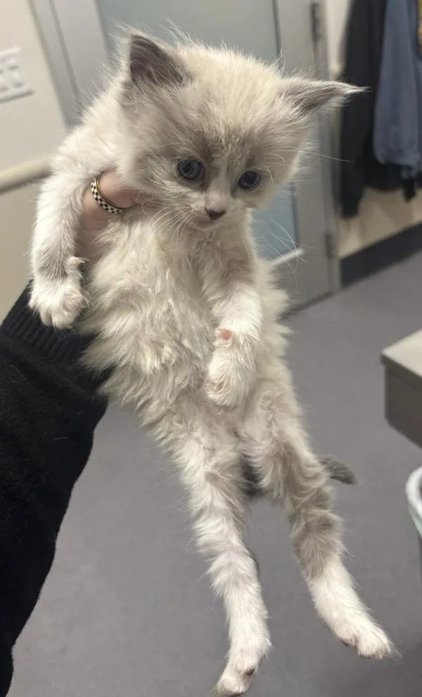 A baby medium-sized male Domestic Medium Hair cat named Bart for adoption in Stratham, NH