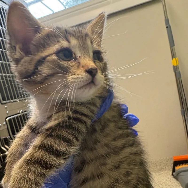 A baby small-sized female Brown / Chocolate Domestic Short Hair cat named Lace for adoption in Oak Park, IL