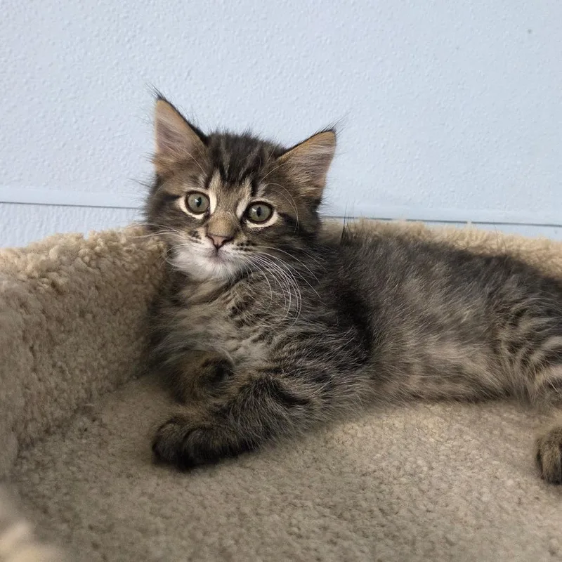 A baby small-sized female Brown / Chocolate Domestic Short Hair cat named Bobby Pin for adoption in Pontiac, IL
