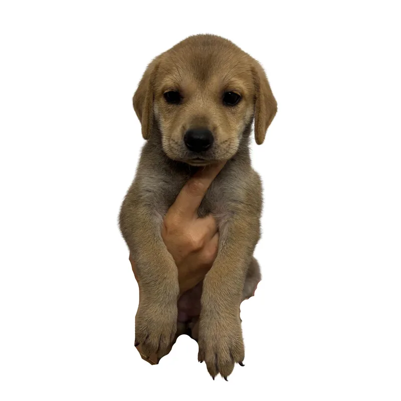 A baby small-sized female Shepherd dog named Leia for adoption in Panama City, FL