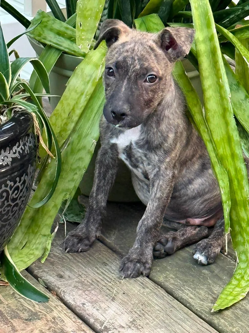 A baby medium-sized male Brindle Mixed Breed dog named Polo for adoption in Farmingdale, NJ