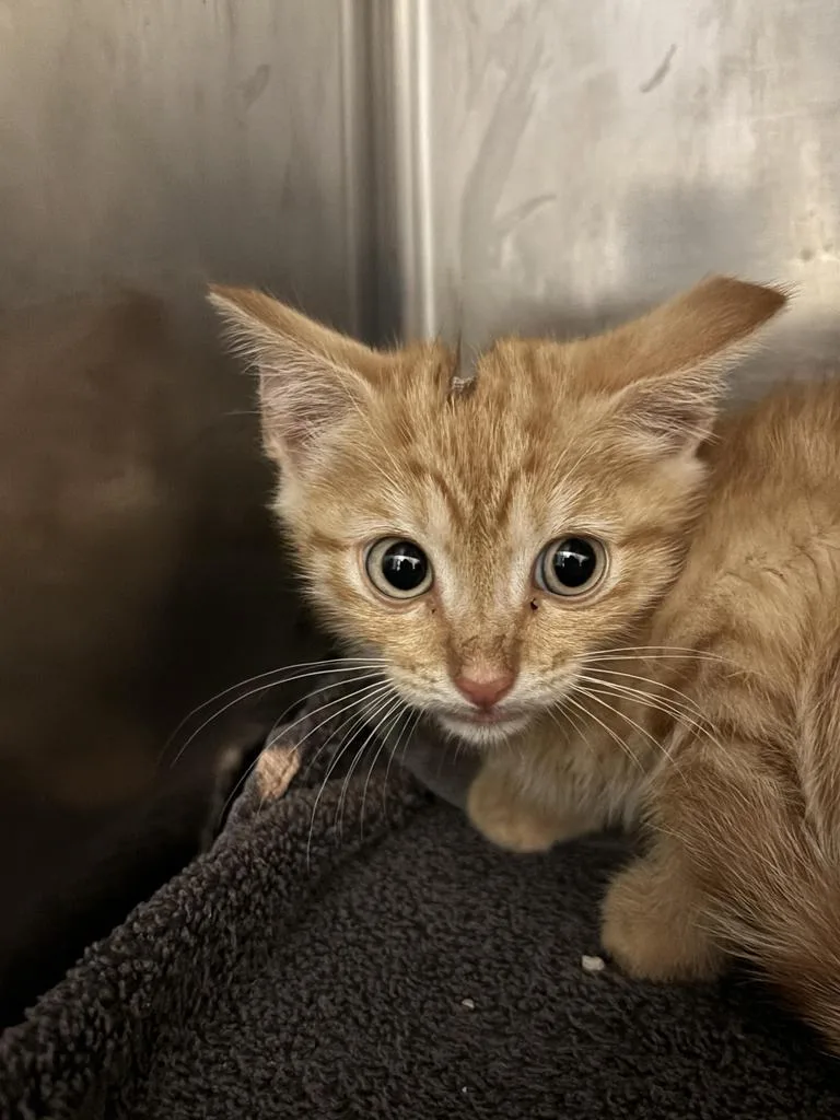 A baby medium-sized female Domestic Short Hair cat named Novella for adoption in Florence, SC