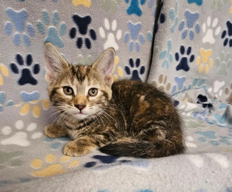 A baby small-sized female Domestic Short Hair cat named Darlene for adoption in Wabash, IN