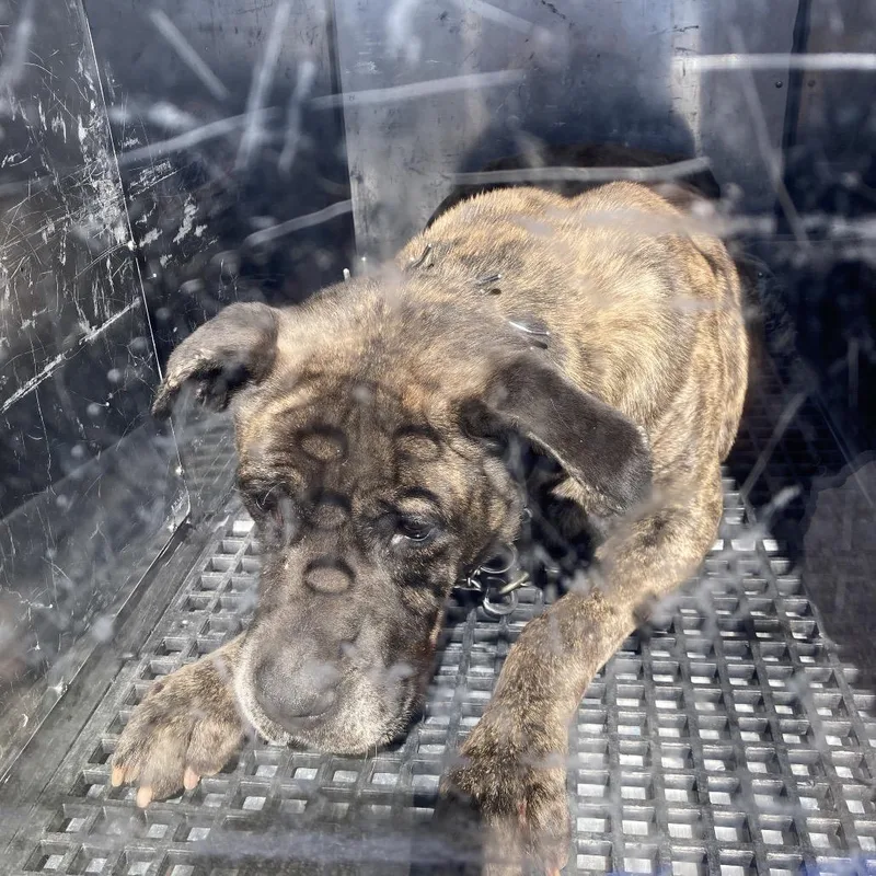 An adult large-sized male Brindle Mixed Breed dog named Tiger for adoption in Philadelphia, PA