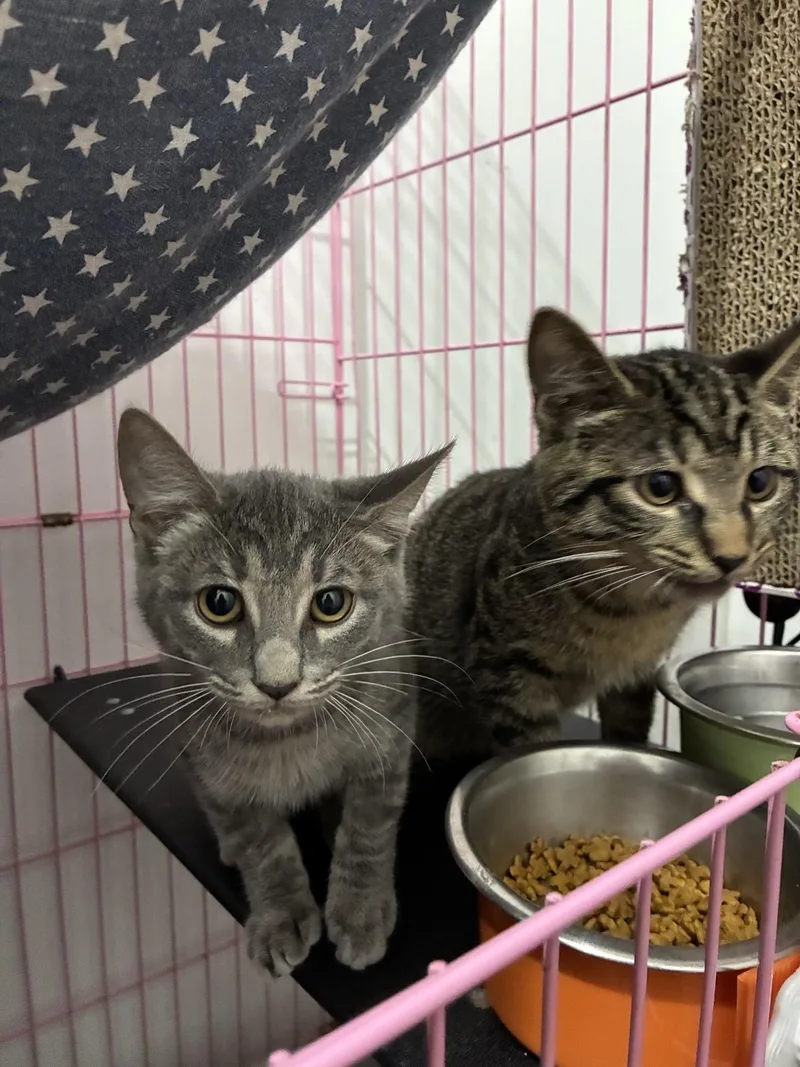 A baby medium-sized female Tabby (Gray / Blue / Silver) Domestic Short Hair cat named Fennel for adoption in Orleans, VT
