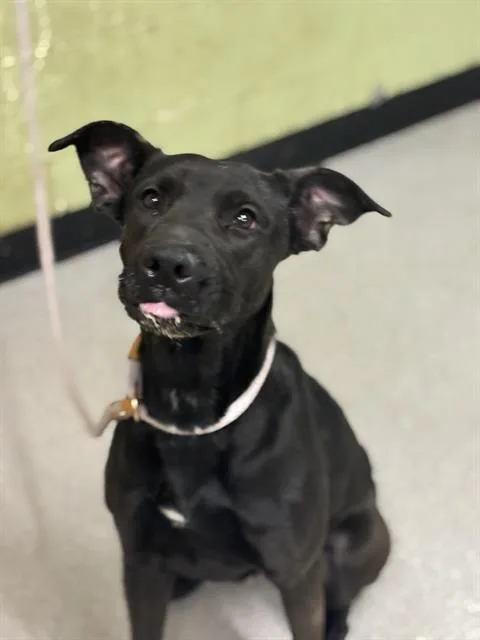 A young medium-sized female Labrador Retriever dog named Flannel for adoption in Indianapolis, IN