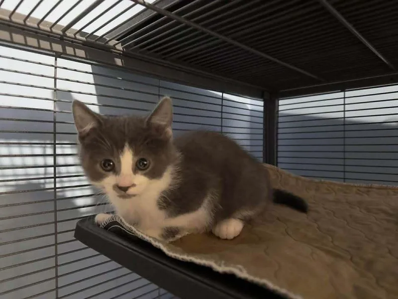 A baby small-sized male Gray & White Domestic Short Hair cat named Sriracha for adoption in Woodbridge, VA