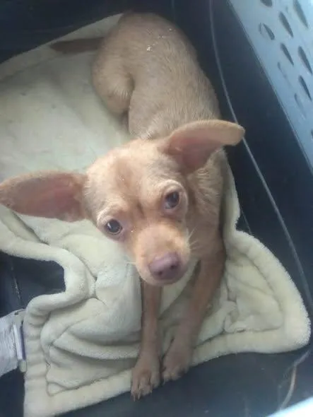 A baby small-sized female Chihuahua dog named Queenie for adoption in Matthews, NC