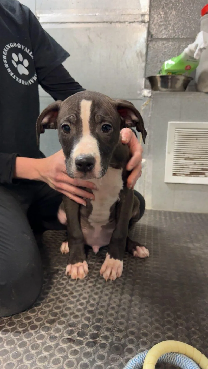 A baby small-sized male Pit Bull Terrier dog named Largo for adoption in Hermitage, PA