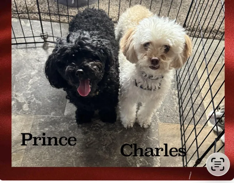 Prince & Charles thumbnail 2