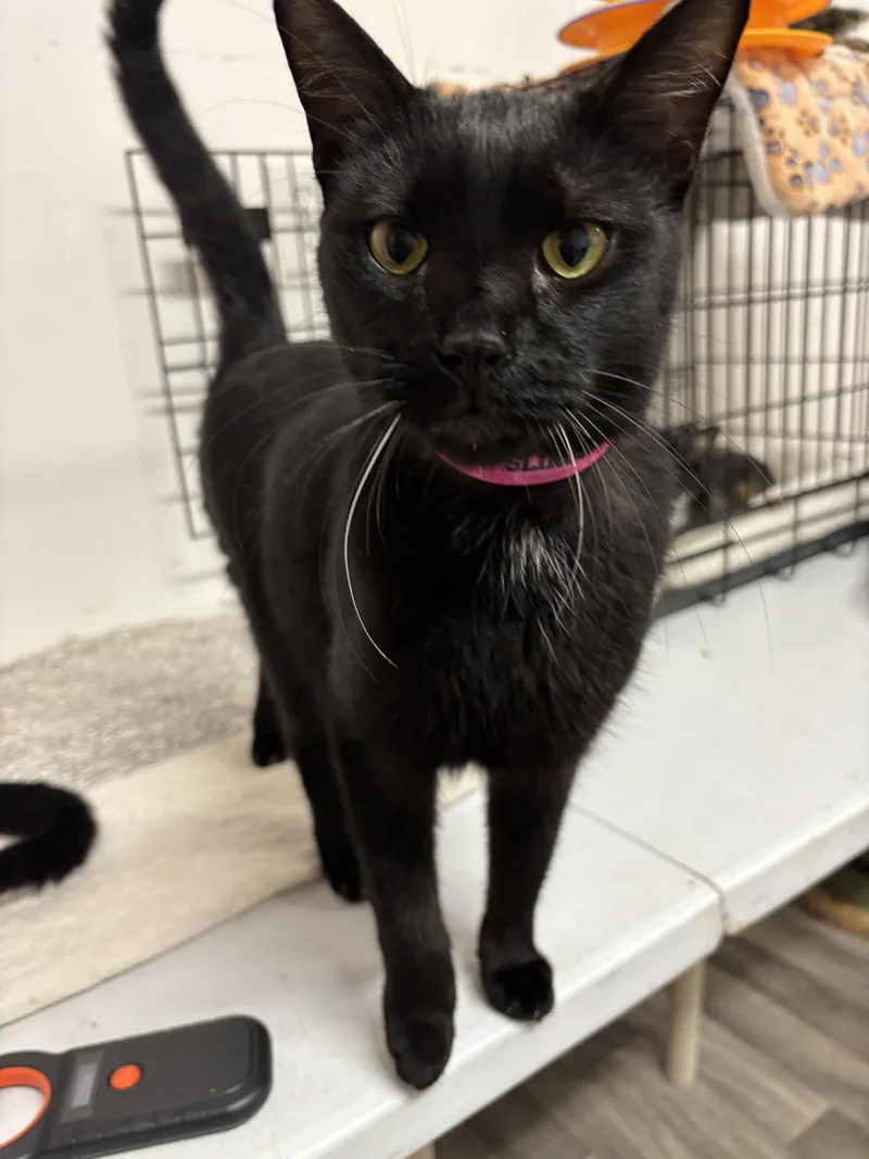 A young medium-sized female Black Domestic Short Hair cat named Slingshot for adoption in Naples, FL