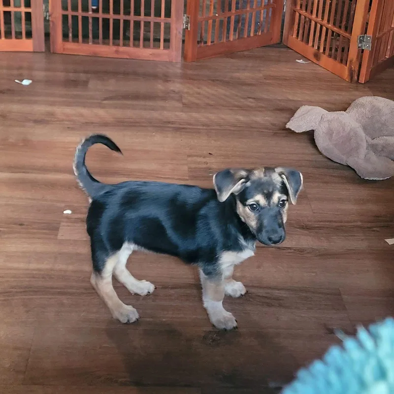A baby large-sized female Labrador Retriever dog named Winnie for adoption in New London, WI