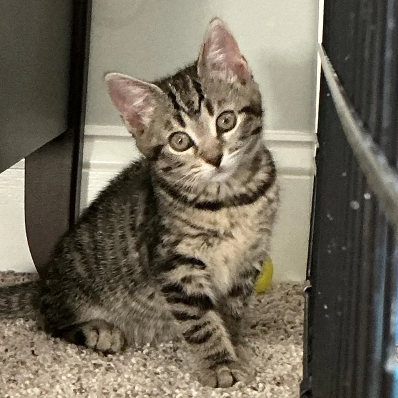 A baby small-sized female Brown / Chocolate Domestic Short Hair cat named Ivy for adoption in Potomac, MD