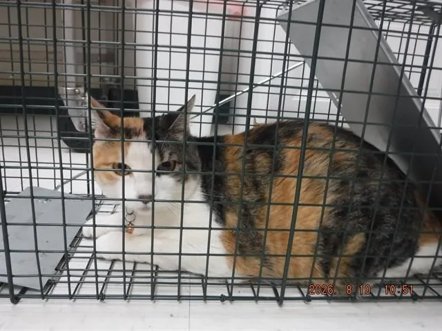 An adult small-sized female Domestic Short Hair cat named Indy for adoption in Oroville, CA