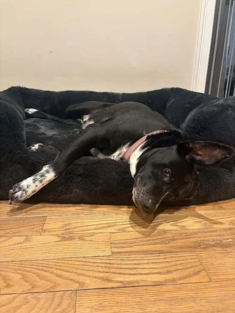An adult large-sized male Tricolor (Brown, Black, & White) Mixed Breed dog named Titan NY for adoption in Ontario, CA