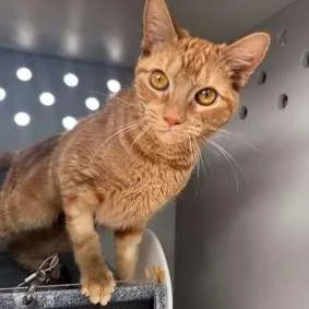 A young medium-sized female Orange / Red Domestic Short Hair cat named Rosemary for adoption in New York, NY
