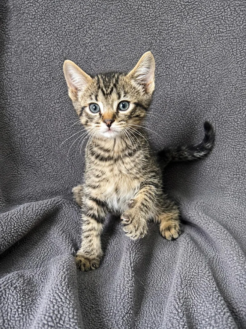 Tater Tot