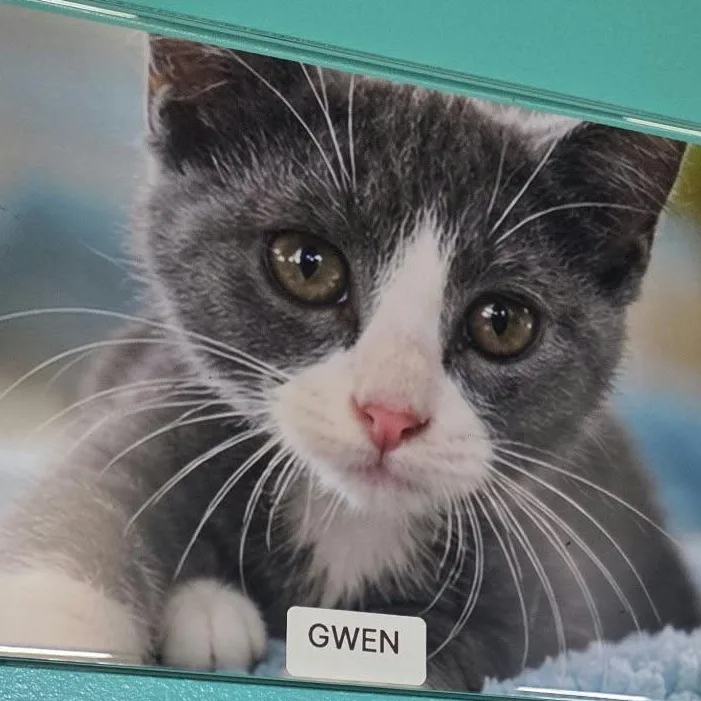 A baby medium-sized female Gray & White Domestic Short Hair cat named Gwen for adoption in Petersburg, IN