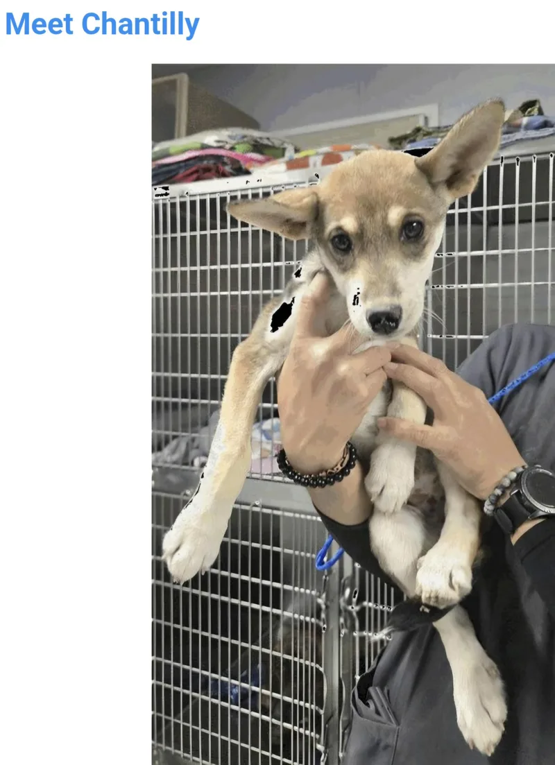 A baby medium-sized female Husky dog named Chantilly for adoption in Salt Lake City, UT