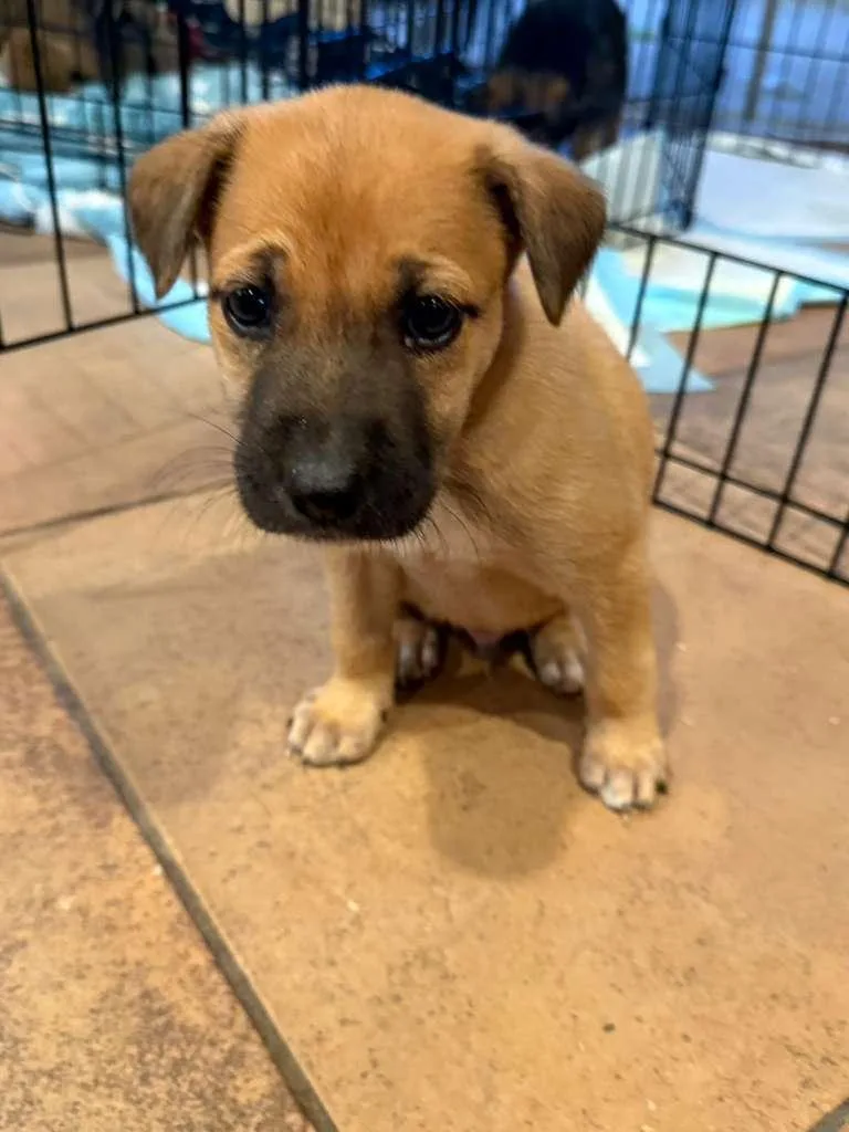 A baby small-sized male Labrador Retriever dog named Rebel for adoption in Discovery Bay, CA