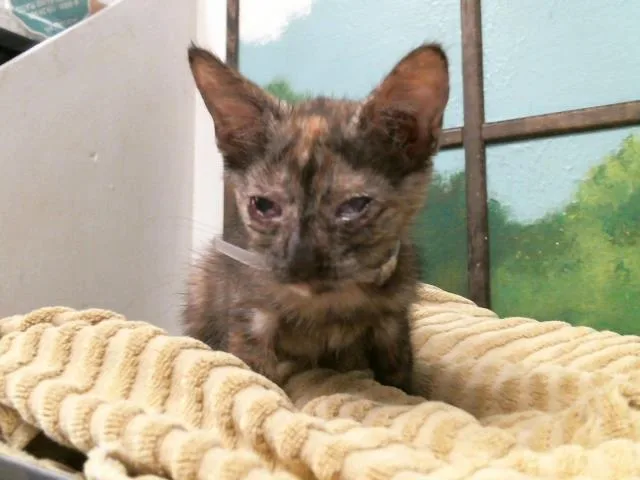 A baby small-sized female Domestic Short Hair cat named Mochi for adoption in Houston, TX