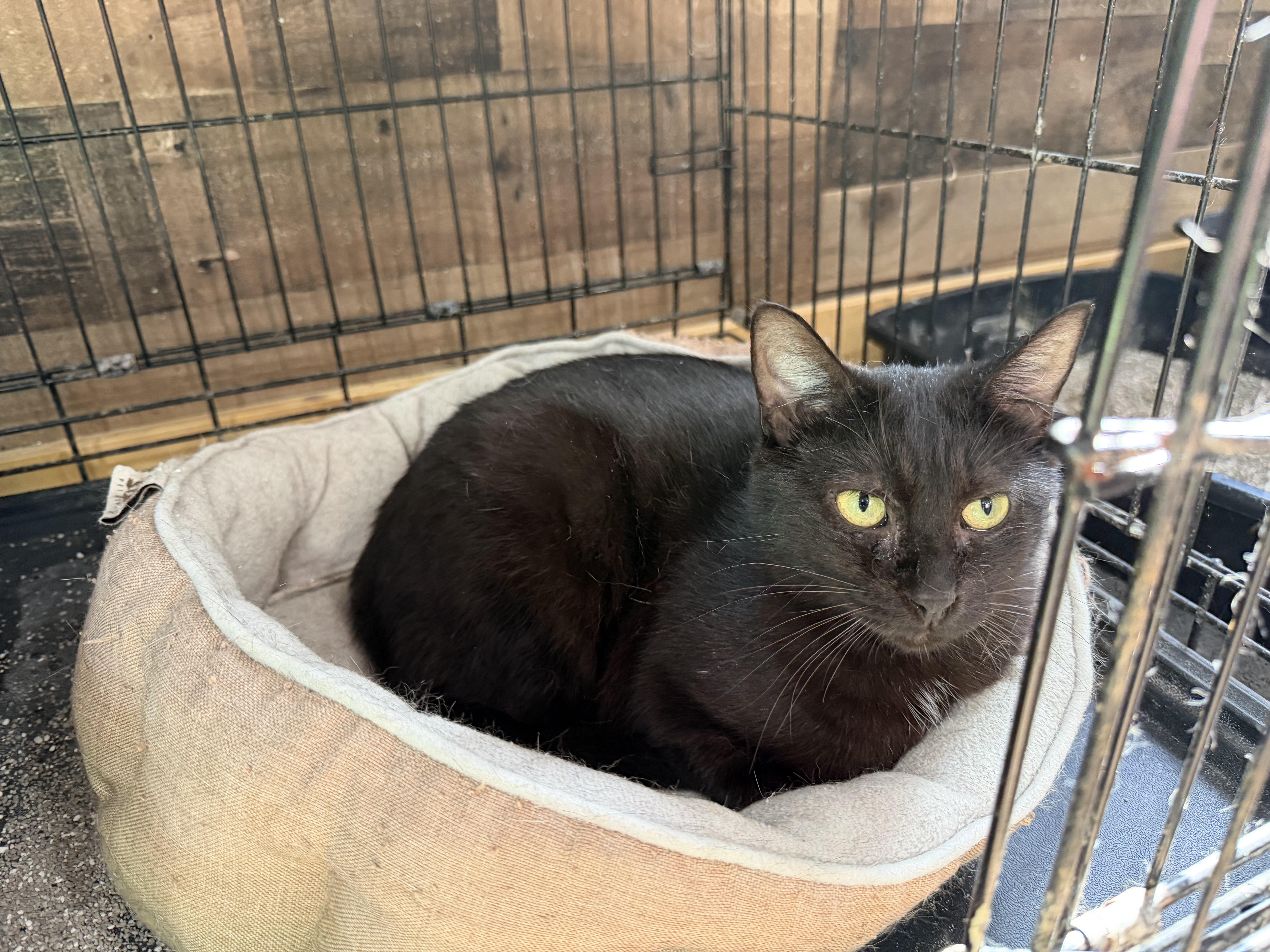 An adult medium-sized female Black Domestic Short Hair cat named Lillian for adoption in Bloomsdale, MO