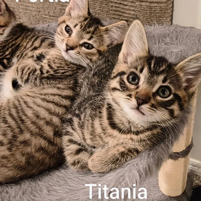A baby small-sized female Brown / Chocolate Domestic Short Hair cat named Tatiania for adoption in Ferndale, WA