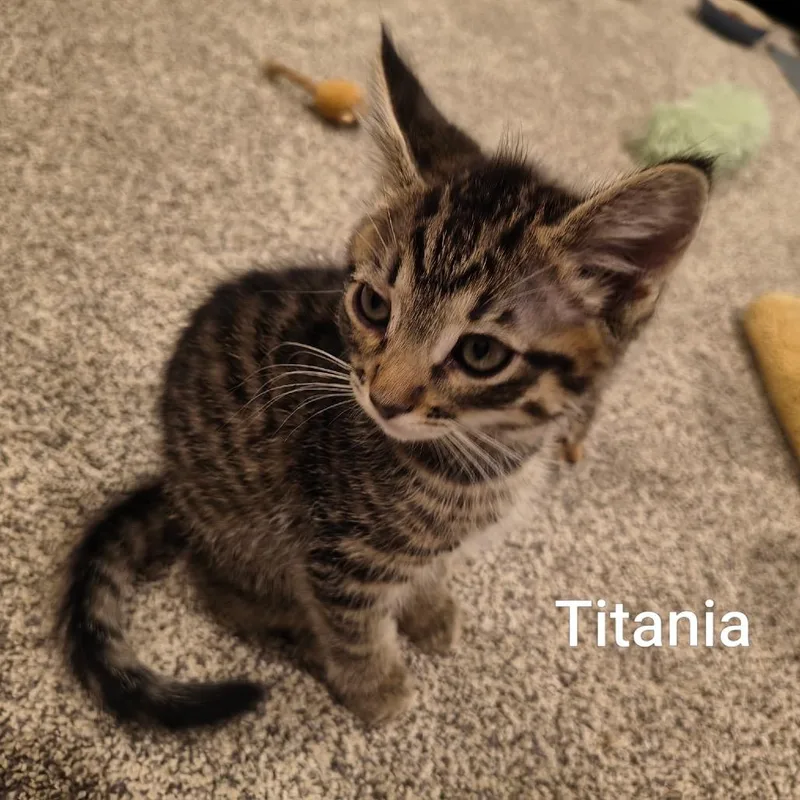 Tatiania thumbnail 3