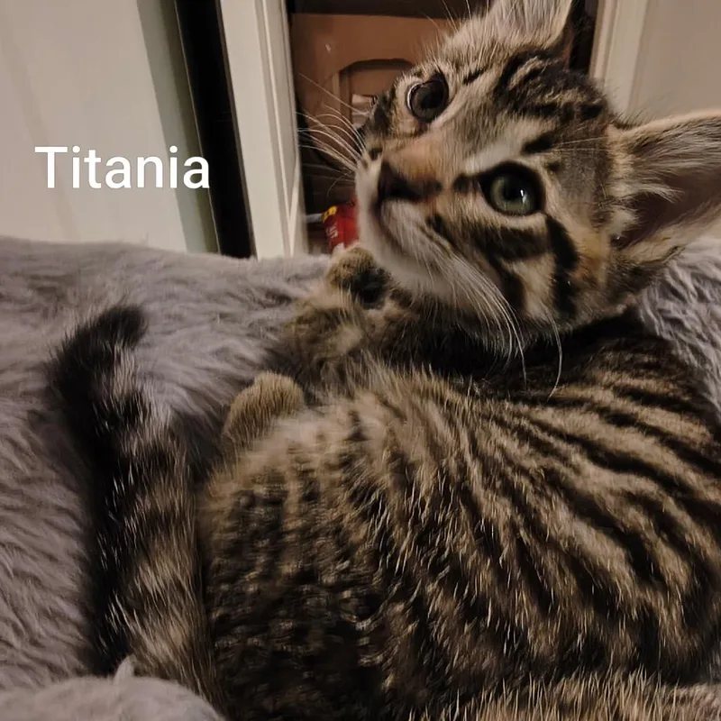 Tatiania thumbnail 4