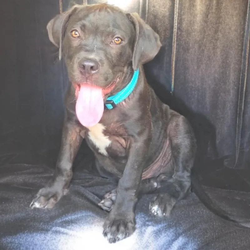 A baby large-sized male Black American Bully dog named Pumbaa for adoption in Madisonville, TX