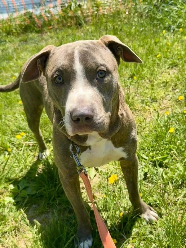 A young medium-sized male Pit Bull Terrier dog named Weston for adoption in Millersville, MD