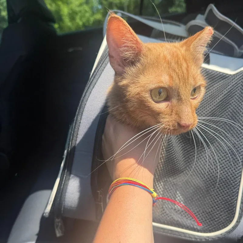 An adult medium-sized female Orange / Red American Shorthair cat named Lunch Lady for adoption in Greensboro, NC