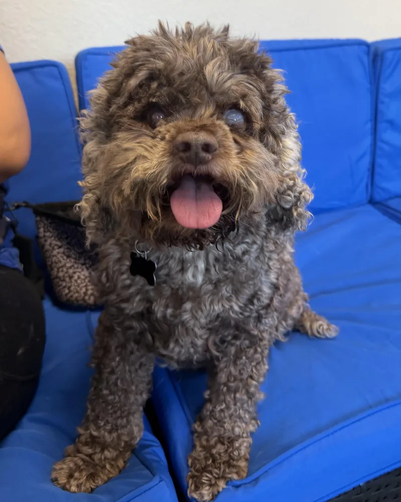 A senior small-sized male Poodle (Toy) dog named Kona for adoption in Plant City, FL