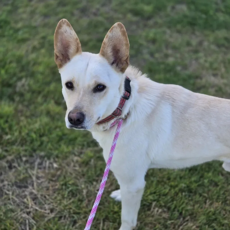 An adult medium-sized male Apricot / Beige German Shepherd Dog dog named Sirius for adoption in Mansfield, TX