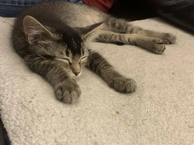 A baby small-sized male Domestic Medium Hair cat named Yoda for adoption in Haw River, NC