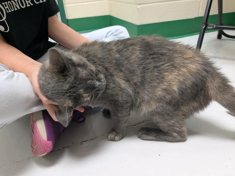 An adult small-sized female Domestic Short Hair cat named Darby for adoption in Springfield, MO